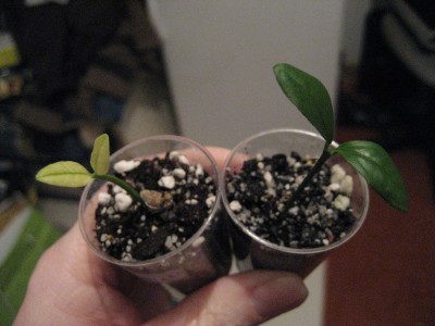 kumquats.jpg