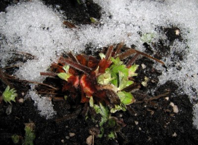 web_Frauenmantel _Alchemilla mollis.jpg