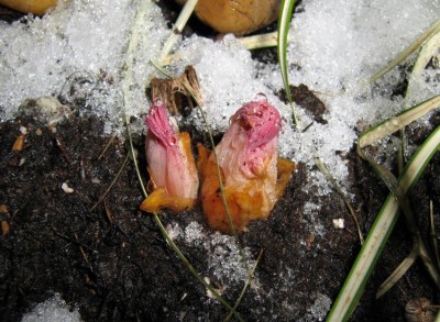 web_Tränendes HerzHerzblumen - Dicentra spectabilis.jpg
