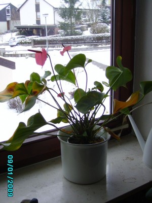 IMGP0190_2.jpg