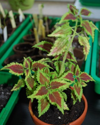 Coleus.jpg