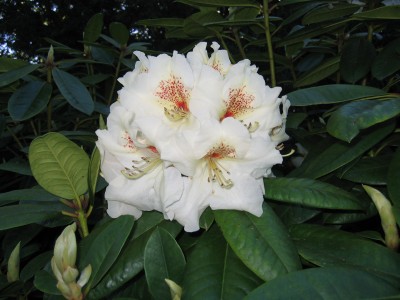 Rhododendron Maharani 001.jpg
