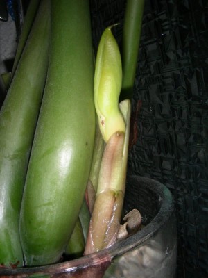 dscn8916_1.jpg