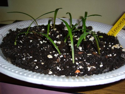 Amaryllis Anzucht 003.jpg