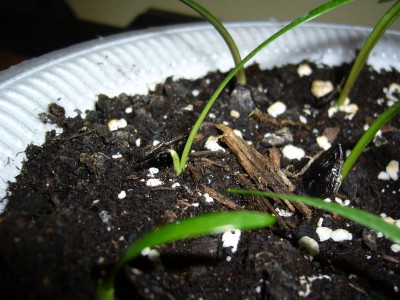 Amaryllis Anzucht 006.jpg