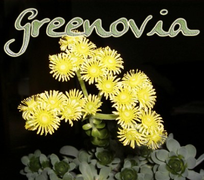 Greenovie.jpg