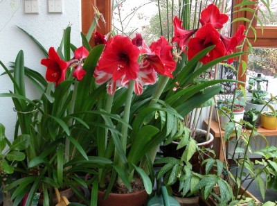 Amaryllis.jpg