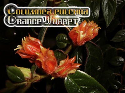 Columnea pulchra1.jpg
