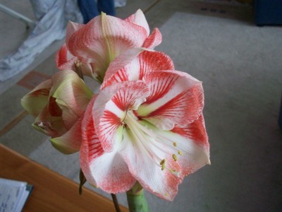 Amaryllis Vivaldi 2.jpg