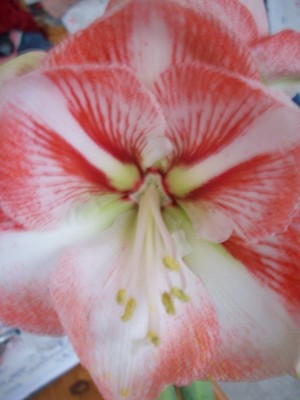 Amaryllis Vivaldi.jpg