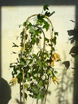Passiblüten2007 003.jpg