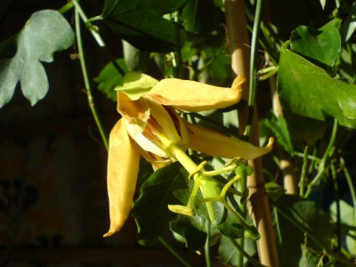 Passiblüten2007 001.jpg