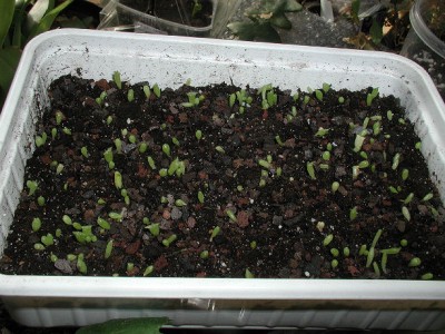 Kakteenmisch3 25.2.09.jpg