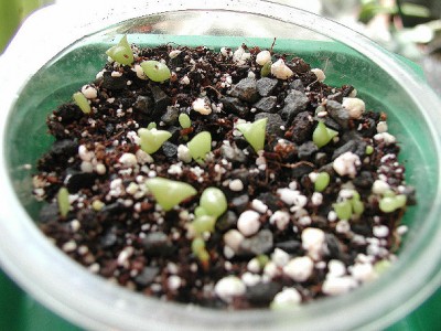 Kakteenmisch2a 25.2.09.jpg