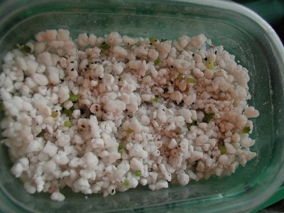 Kakteenmisch1a 25.2.09.jpg