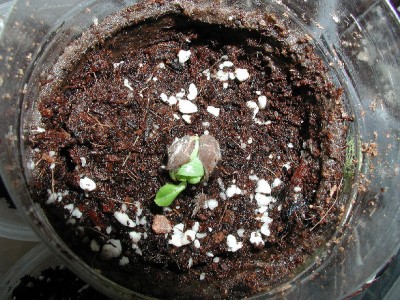 Apfelbaum1 25.2.09.jpg