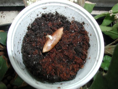 Dattelpalme1 06.02.jpg