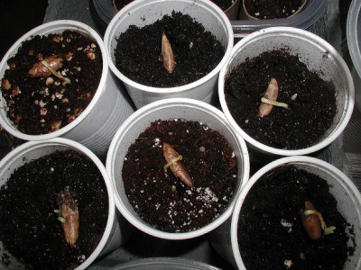 Dattelpalme3 25.2.09.jpg