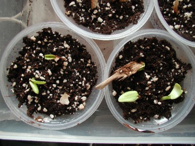 Neu Plumis1 25.2.09.jpg