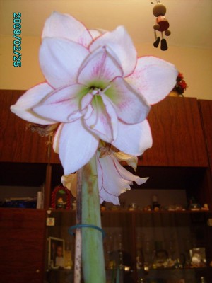 PICT0516.JPG