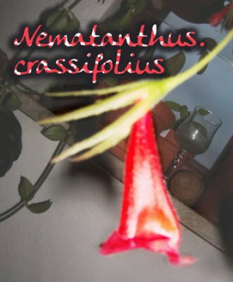 Nematanthus.crassifolius.jpg