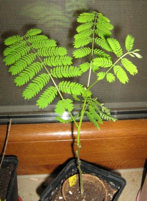web_Seidenakazie, Schlafbaum_Albizzia julibrissin.jpg