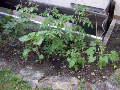 Tomaten, Zuchini....JPG