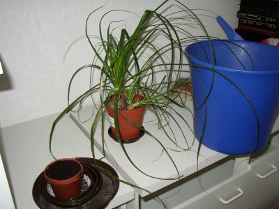 P1010052.JPG
