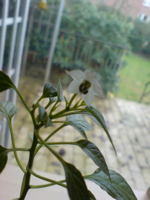 DSC00598.JPG