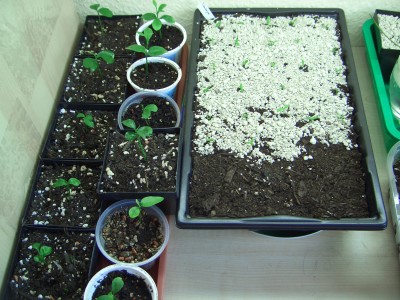 Aussaaten 26.2.09 004.jpg