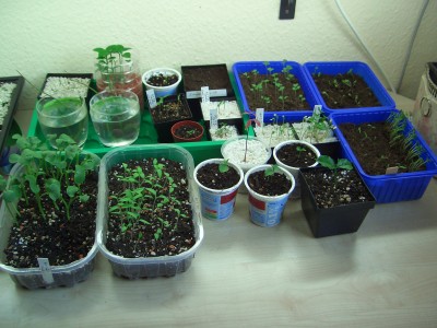 Aussaaten 26.2.09 001.jpg