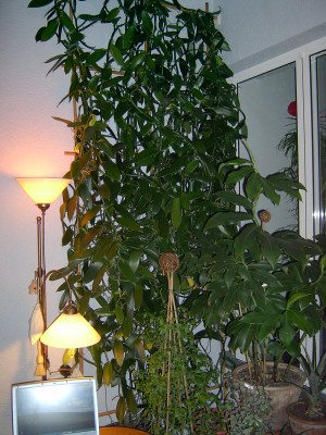 IM000390.JPG