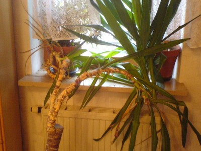 Palme.JPG