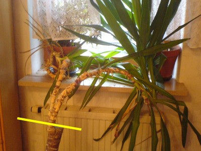 palme_676.jpg