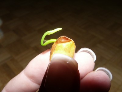 Pflanzen27.1 006.JPG