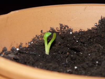 Pflanzen27.1 005.JPG