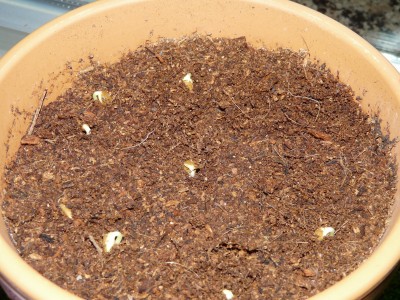 Pflanzen27.1 001.JPG