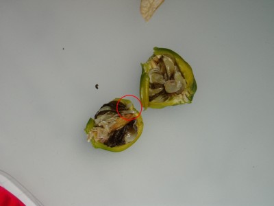 Kopie von Keimling_02.JPG