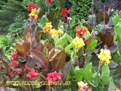 Canna indica.JPG