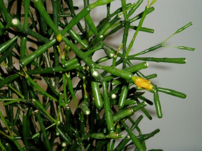 Rhipsalis Tochter 1. Blüte.JPG