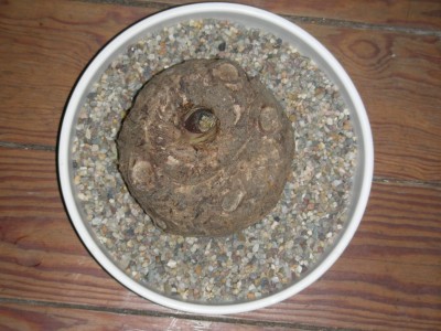 dscn8931.jpg