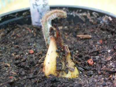 Palmfarnbaby.jpg