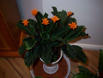 100_4418.jpg