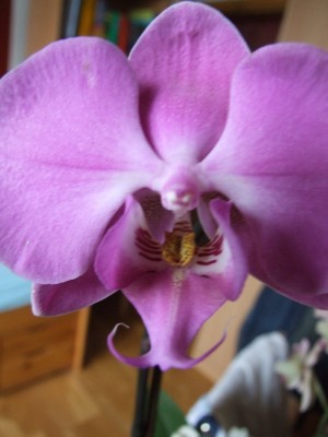 DSCF2621.JPG