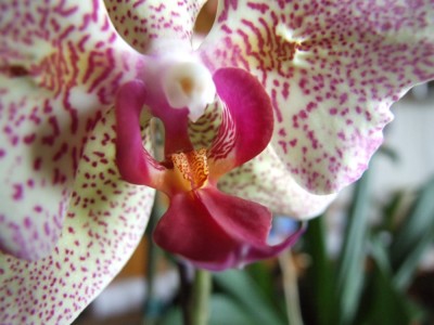 DSCF2611.JPG
