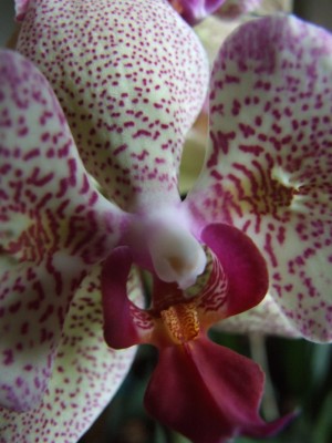 DSCF2608.JPG