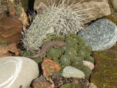 DSCF2657.JPG
