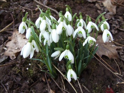 DSCF2650.JPG