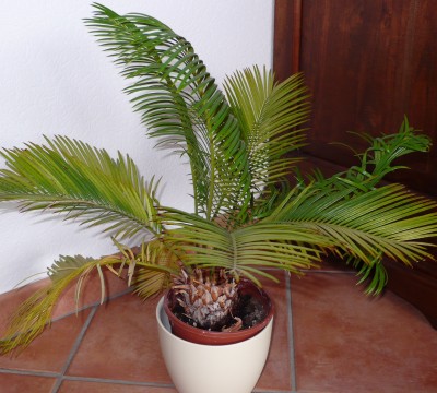 Palme.jpg