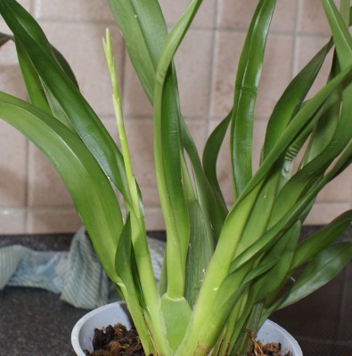 oncidium.JPG
